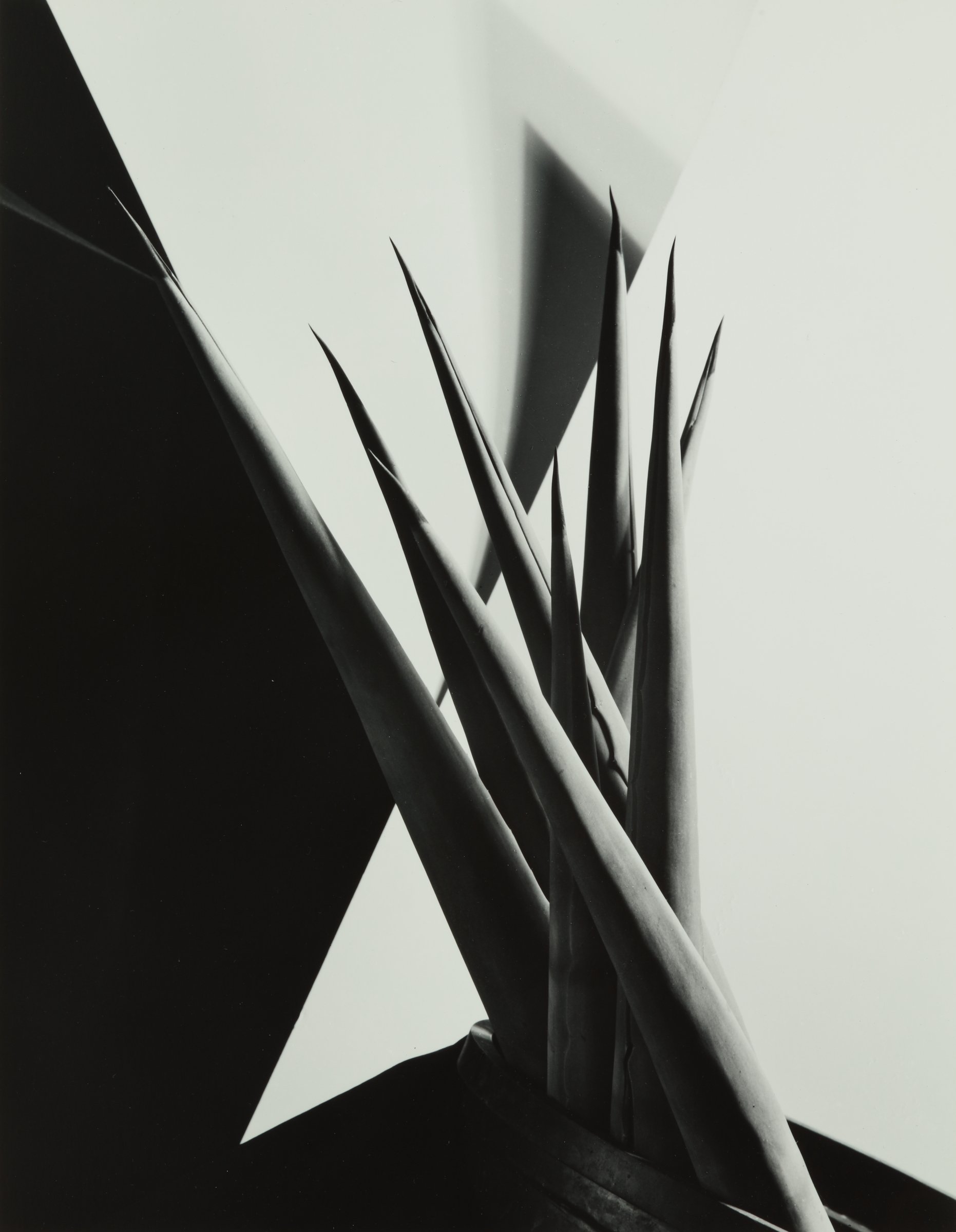 Photography's New Vision: Experiments in Seeing | High Museum of